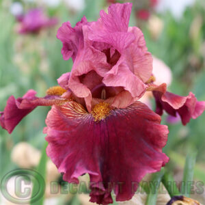 Tall Bearded Iris Ruby Torch