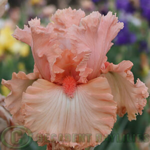 Tall Bearded Iris She