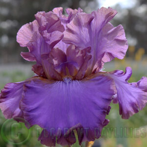 Tall Bearded Iris Songsmith