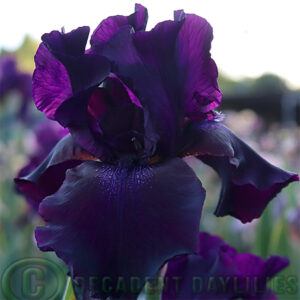 Tall Bearded Iris Superstition