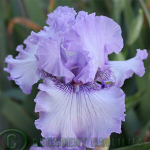 Tall Bearded Iris Sweet Geisha