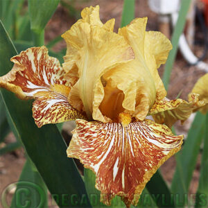 Tall Bearded Iris Tiger Honey