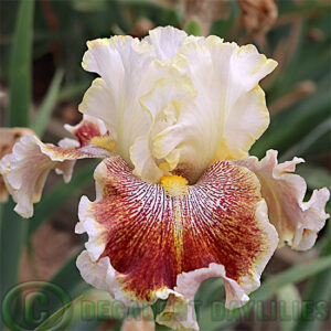 Tall Bearded Iris Wonders Never Cease