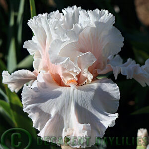 Tall Bearded Iris Hopeless Romantic