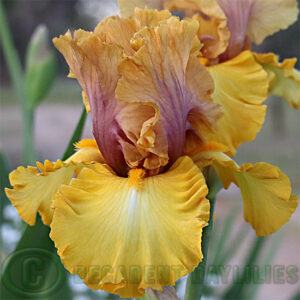 Tall Bearded Iris Nouveau Riche