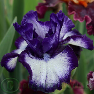 Tall Bearded Iris Oreo