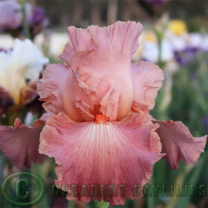 Tall Bearded Iris Role Model