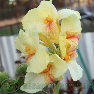 Canna Lily The Gem Pink spots on pale yellow