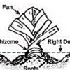 Planting depth of a bearded iris rhizome