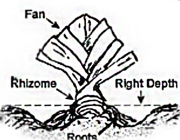 Planting depth of a bearded iris rhizome